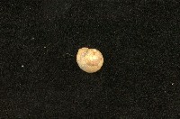 藏品(臺灣䗉蝸牛)的圖片